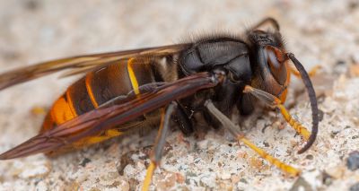 1,400 species eaten by Asian hornets, study finds